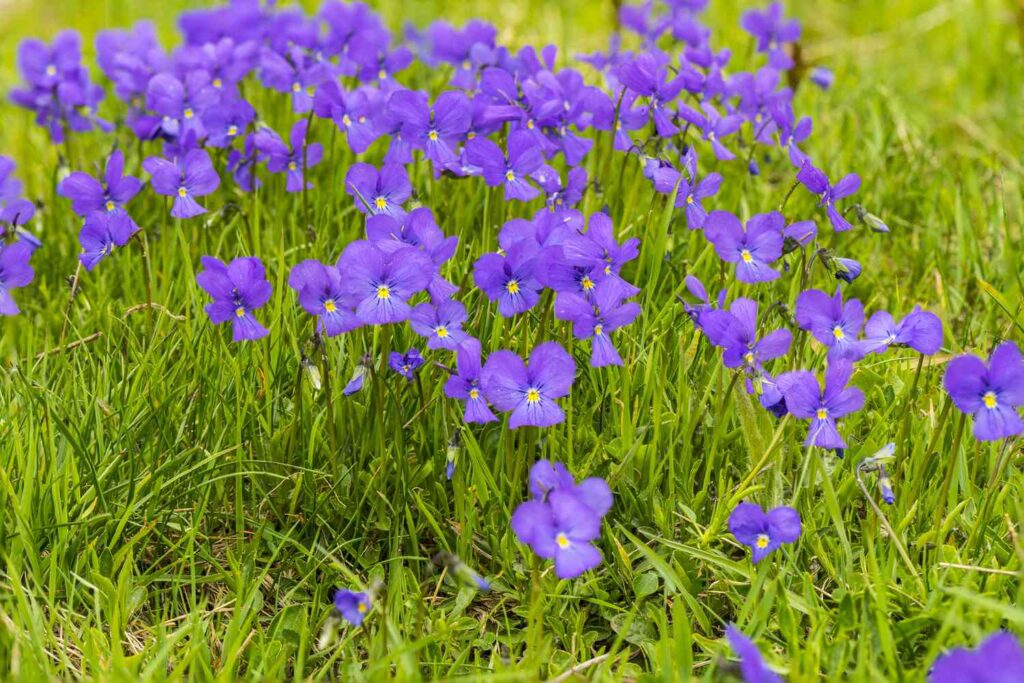 What Are The Weeds With Purple Flowers Called