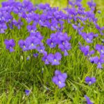 What Are The Weeds With Purple Flowers Called