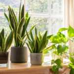 How To Make Snake Plant Grow Faster