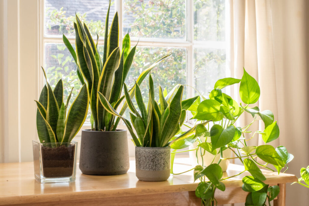 How To Make Snake Plant Grow Faster