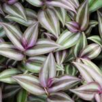 Are Wandering Jew Plants Poisonous To Cats