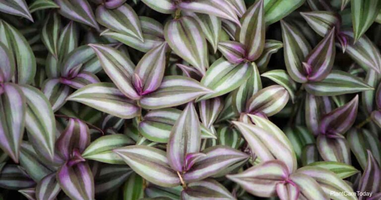 Are Wandering Jew Plants Poisonous To Cats