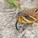 3 Ways To Tell If a Snake Is Poisonous