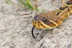 3 Ways To Tell If a Snake Is Poisonous